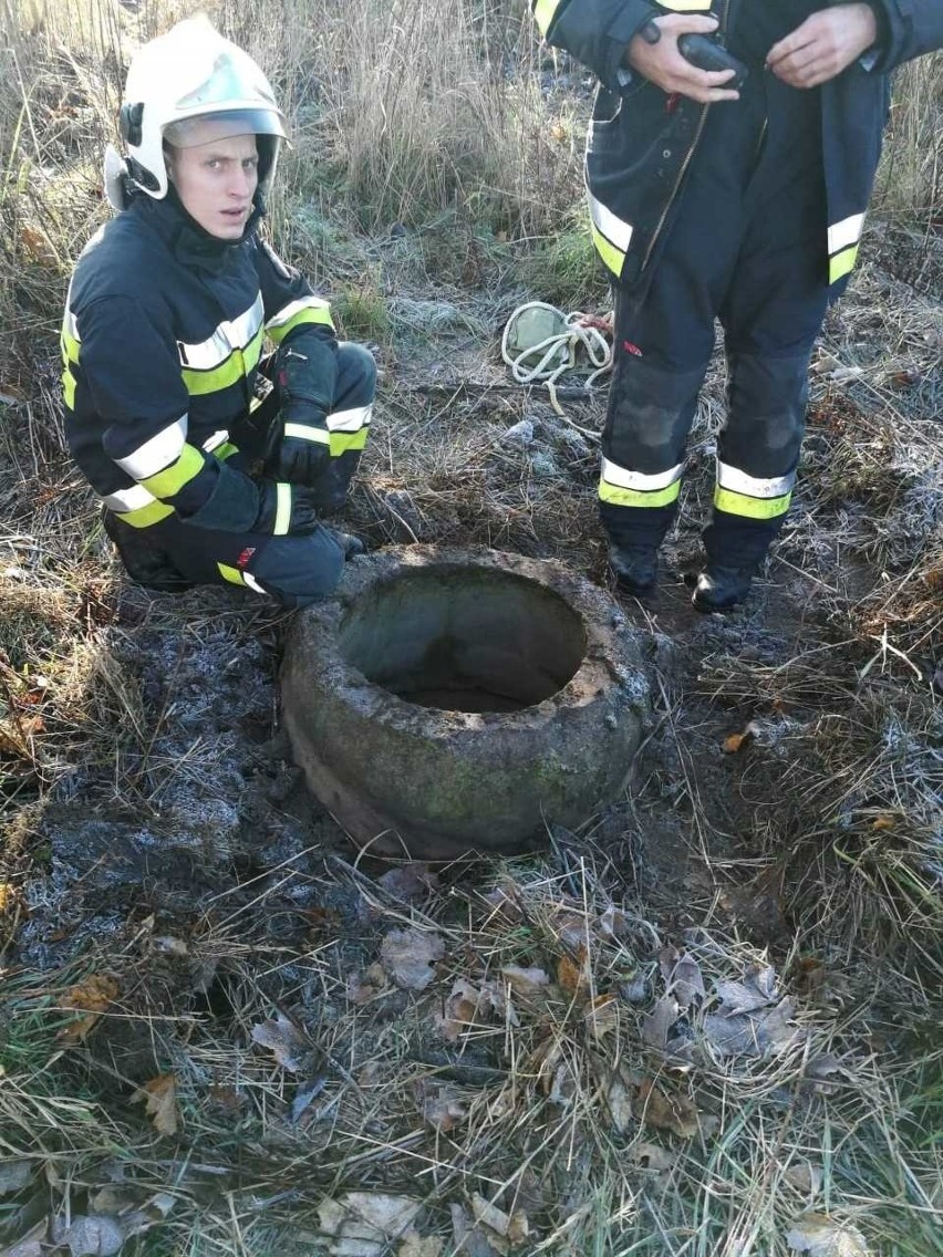 Dziki uratowali strażacy z OSP Kobylnica....