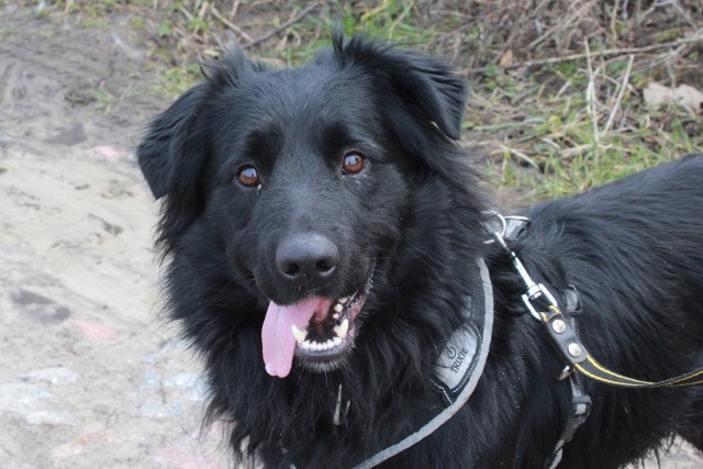 - Tytus to ogromnie radosny, energiczny młody pies, z wielką chęcią do aktywności fizycznej - opisują wolontariusze z Nowosolskich Adopcji Zwierząt. Poznaj bliżej psy, które czekają na dom.