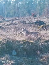 Ryś zawitał do naszych lasów. Przyłapany przez leśniczego (ZDJĘCIA)