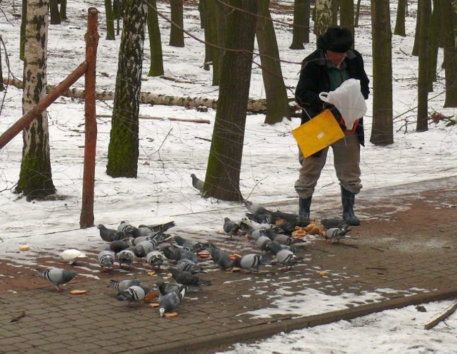 Karmienie gołębi w parku przy szkole muzycznej.