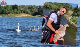 Zamość. Policjant i ratownik WOPR uratowali życie młodemu łabędziowi. Ptak zaplątał się w żyłkę wędkarską