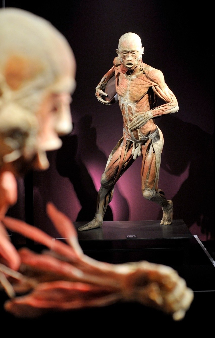 Wystawa ludzkich ciał "The Human Body" w Krakowie.