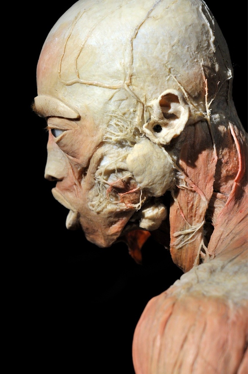 Wystawa ludzkich ciał "The Human Body" w Krakowie.