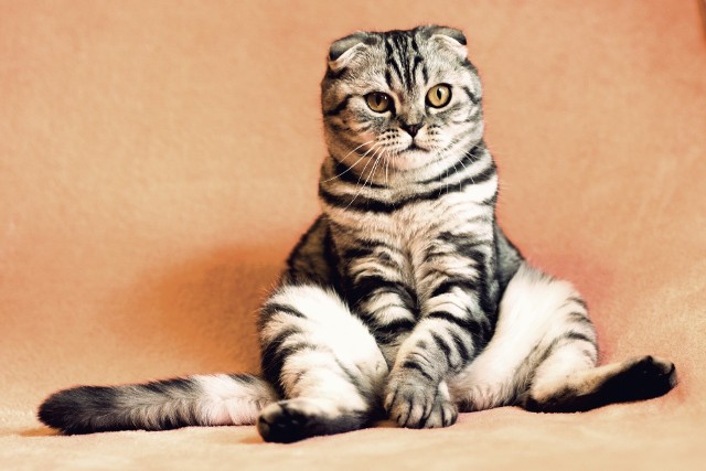 W niedzielę 17 lutego przypada Międzynarodowy Dzień Kota. To dobra okazja, żeby sprawdzić ile kosztuje nas posiadanie czworonoga.Ile kosztuje utrzymanie kota? Ile kotów jest w Polsce? Oto koty w liczbach --->