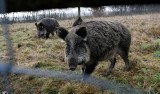 Duże polowania na dziki w regionie słupskim                                  