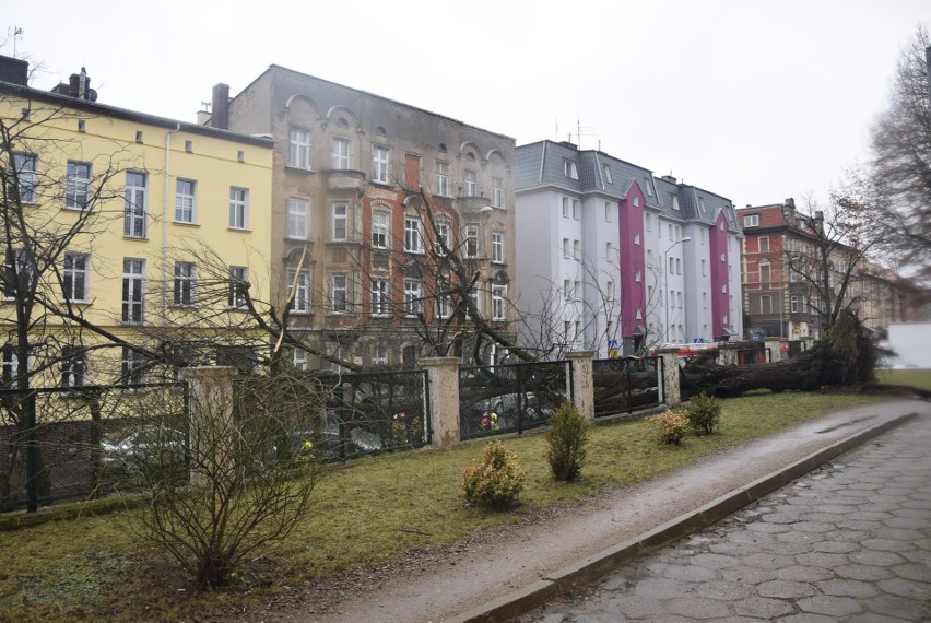 Wiatr łamie drzewa w Stargardzie i całym regionie. Wiele interwencji strażaków [ZDJĘCIA]