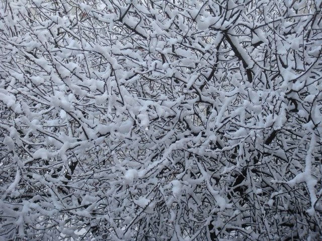 Synoptycy nie wykluczają, że pod koniec tygodnia na północy ziemi lubuskiej może spaść śnieg i śnieg z deszczem. Opady nie powinny być jednak zbyt intensywne.