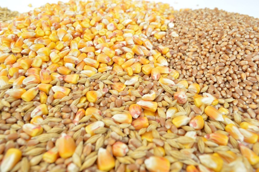 - Oceniamy, że w najbliższych miesiącach ceny zbóż w skupach...