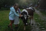Doili krowy na czas. Jedyny taki konkurs na Podlasiu (zdjęcia)