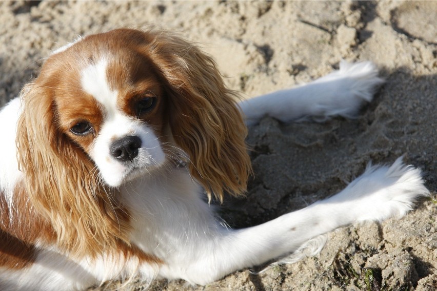 Pies na plaży. Czy to legalne? W tych miejscach nad Bałtykiem nie możesz wyprowadzać czworonoga! Plaże dla psów - oto adresy