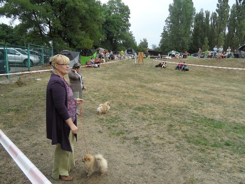 Wystawa psów w Świętochłowicach 2013 odbyła się w sobotę na...