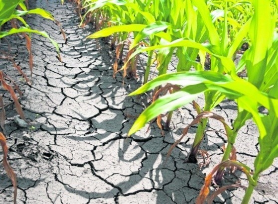 Powiat 3200 osób z zaliczkami suszowymi Tegoroczna susza okazała się zabójcza dla kukurydzy