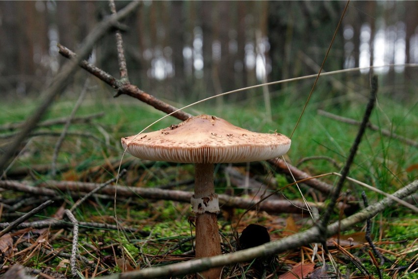Deszczowy koniec wiosny przyniósł wysyp grzybów w Małopolsce