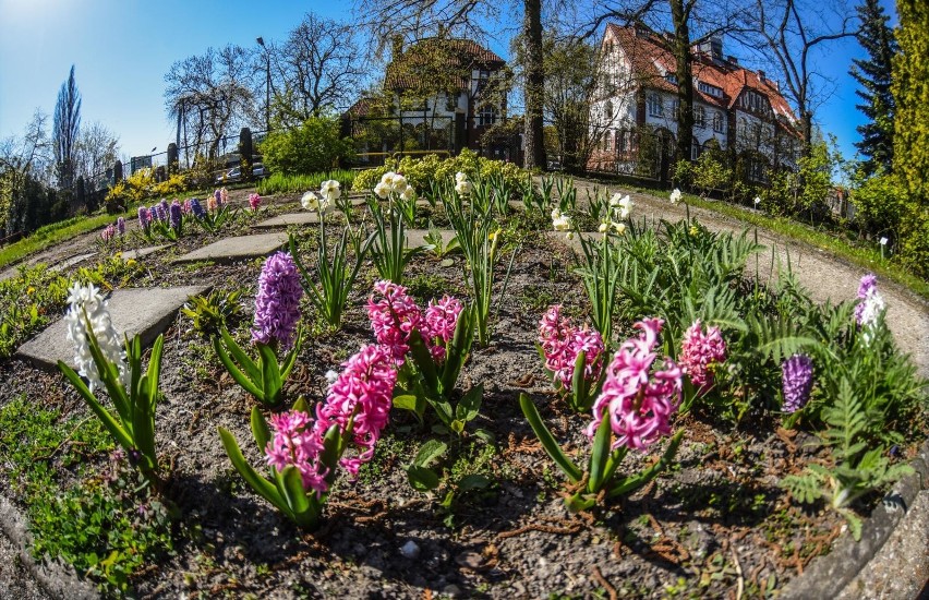 Liczący 89 lat Ogród Botaniczny UKW przy ul. Chodkiewicza ma...