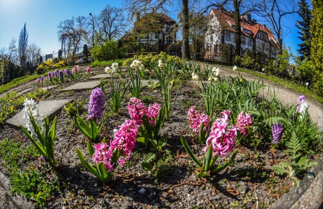 Liczący 89 lat Ogród Botaniczny UKW przy ul. Chodkiewicza ma przejść solidny remont. Szacunkowy koszt inwestycji to ponad milion złotych.Szczegóły na kolejnych slajdach i w materiale wideo >>>>>