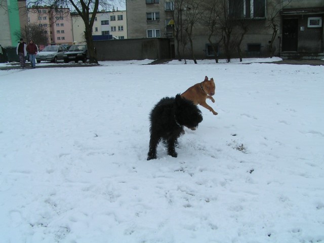 Te dwa psy sfotografowaliśmy w centrum miasta. Nasi czytelnicy ostrzegają, że najwięcej pojawia się ich wieczorami w okolicy dworca kolejowego oraz między blokami, na przykład, na starym mieście.