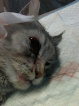 3-letnia kotka cierpi. W Brzezince jakiś sadysta strzelił jej z wiatrówki w oko