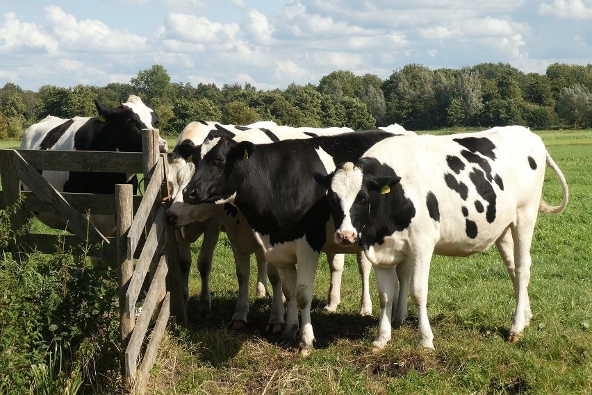 Dobrostan zwierząt, czyli słynne 500 do krów - jest projekt ustawy do opiniowania