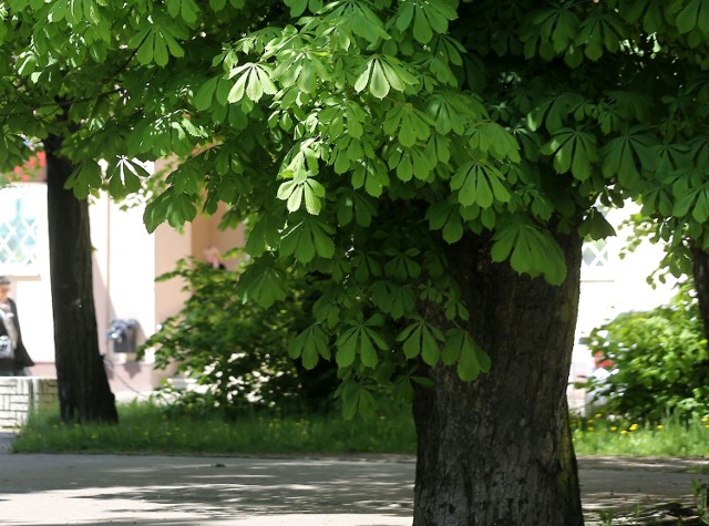 Dyczewski wyliczył, że z tytułu wycinki drzew miasto i powiat powinny zapłacić około 3,5 mln zł kary. (zdjęcie ilustracyjne)
