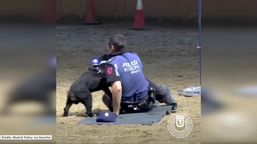 Pies reanimuje policjanta. Wideo z czworonogiem robiącym...