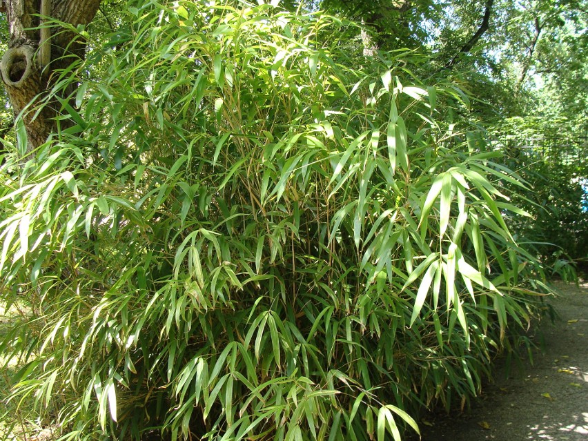 Jest sporo odmian bambusów mrozoodpornych, które dobrze...