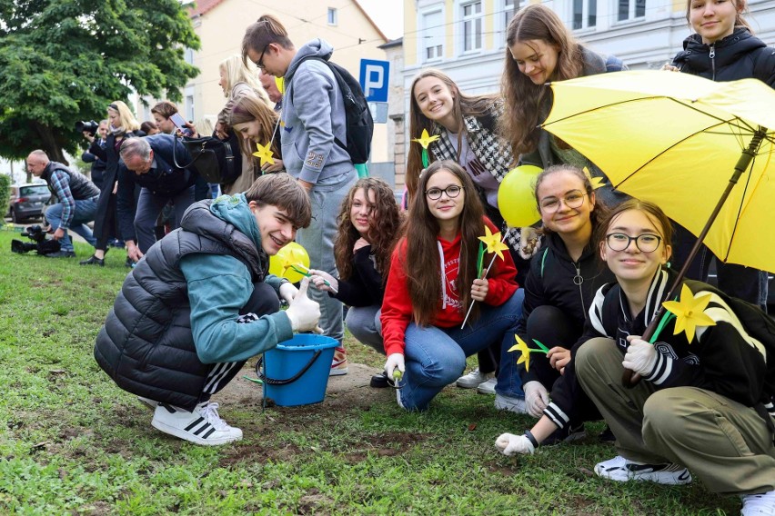 Na skwerze seniora posadzonych zostało 700 cebulek żonkili.