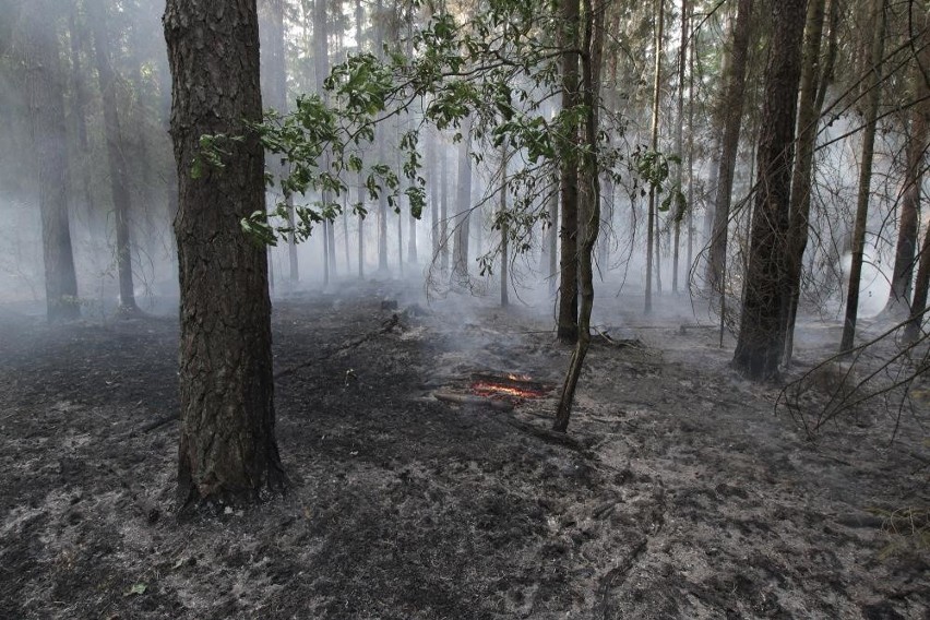 Nadleśnictwo Browsk: Pożar lasu w Puszczy Białowieskiej. Spaliło się półtora hektara lasu (10 września 2019)