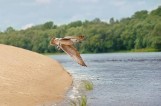 Wisła w Bydgoszczy na drugim miejscu w konkursie Rzeka Roku 2016