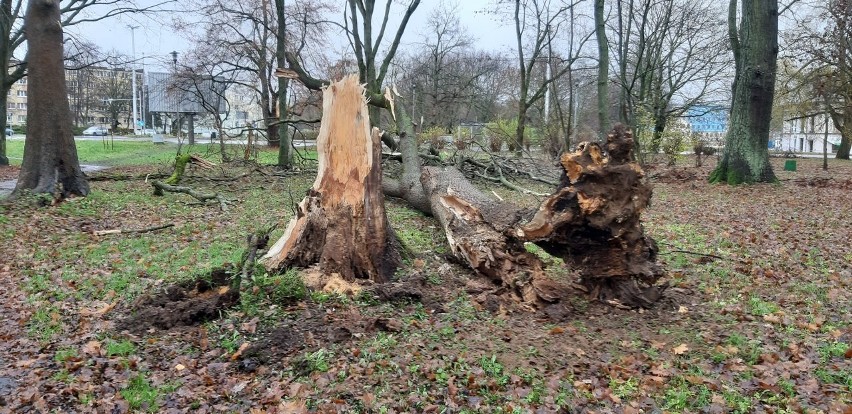 - Jechałem rowerem przez park w okolicach biblioteki i nagle...