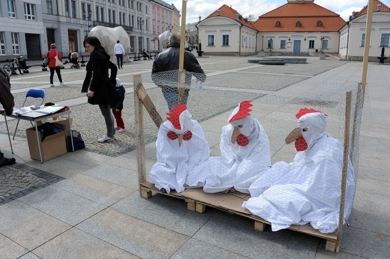 Rynek Kościuszki. Akcja w obronie kur trzymanych w klatce (zdjęcia, wideo)