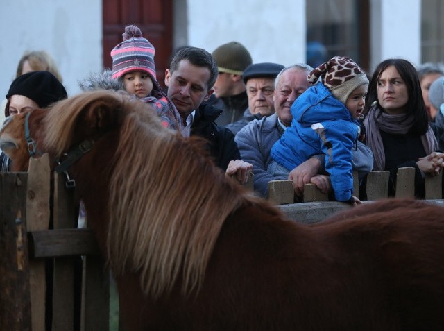 W Boże Narodzenie żywą szopkę w Chęcinach odwiedziło wiele osób. Dla dzieci największą atrakcją były zwierzęta.