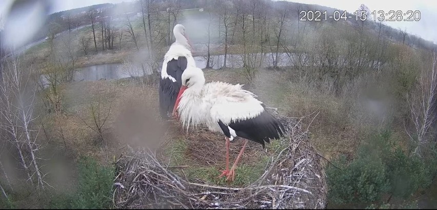 Ostrołęckie Przedsiębiorstwo Wodociągów i Kanalizacji zachęca do obserwacji bocianów. W gnieździe pojawiło się właśnie jajo. Wideo