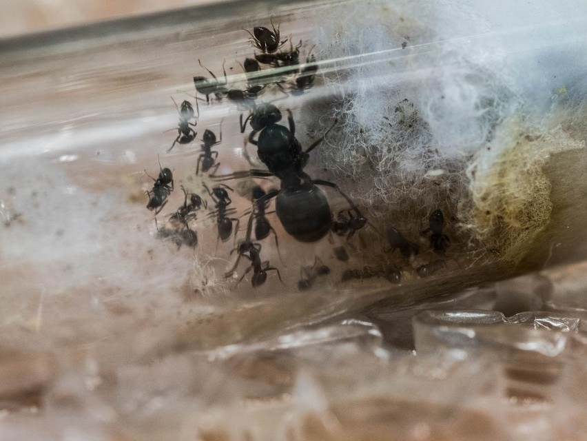 Zabrze: Żywe mrówki wysłano w paczce z Ukrainy. Wracają na...