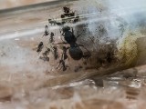 Zabrze: Żywe mrówki wysłano w paczce z Ukrainy. Wracają na Wschód!