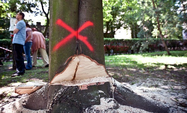 Spór o wycinkę drzew pogrążył finansowo spółdzielnię. Odda miliony!