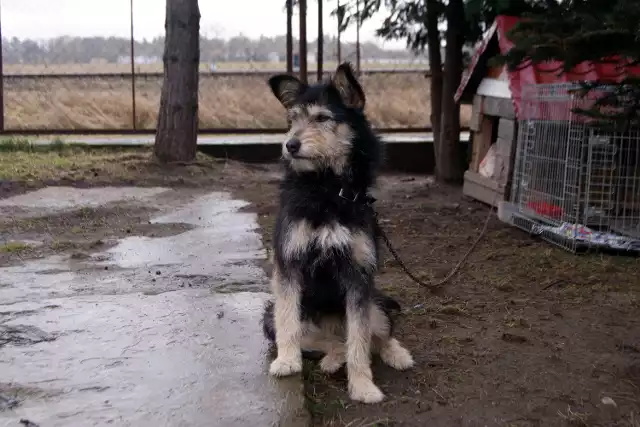 W dniu 23-02-2016r Straż Gminna Gminy Słupsk otrzymała zgłoszenie o wałęsającym się niewielkim psie w miejscowości Wiklino.