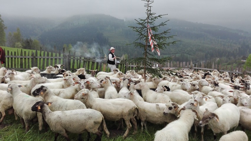 W Wiśle, na Cieńkowie, pasterze wymiyszali owce ZDJĘCIA