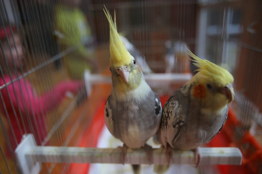 Wystawa ptaków w Sosnowcu