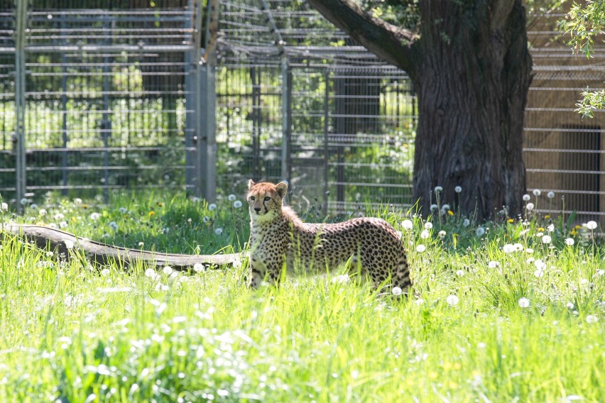 Młode gepardy na wybiegu opolskiego zoo.
