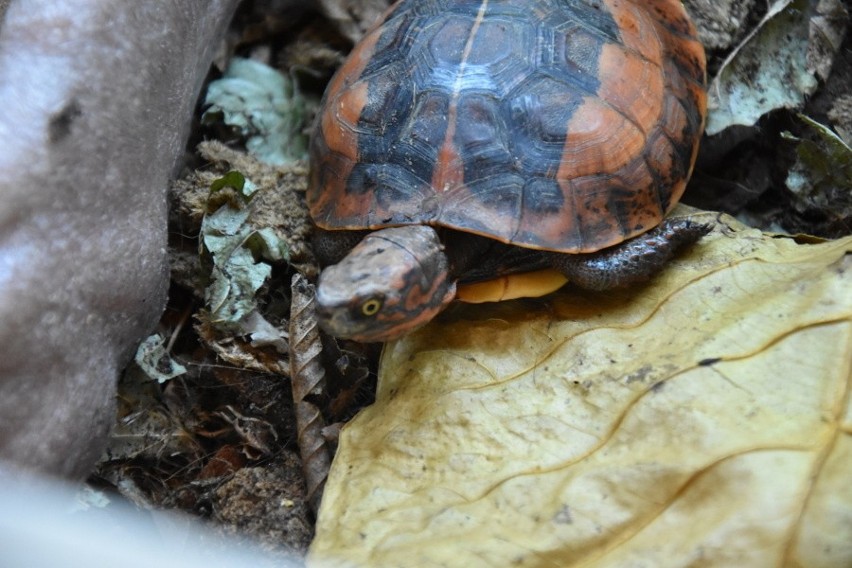 Żółwie zagrożone wymarciem we wrocławskim ZOO (ZOBACZ)