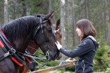 Tatry. Animalsi: Konie pracują za ciężko. TPN: weterynarze dopuścili zwierzęta do pracy na szlaku