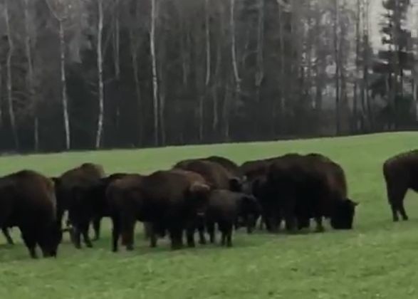 Podlaskie. Stado żubrów beztrosko pasło się na polu. Niezwykły widok [ZDJĘCIA, WIDEO]