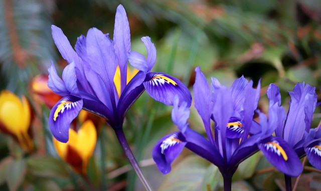 Irysy żyłkowane to piękne kwiaty, które kwitną wczesną wiosną, wtedy co krokusy.