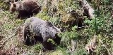 Niedźwiedzia rodzina w Dolinie Kościeliskiej. Matka z młodymi przy szlaku WIDEO