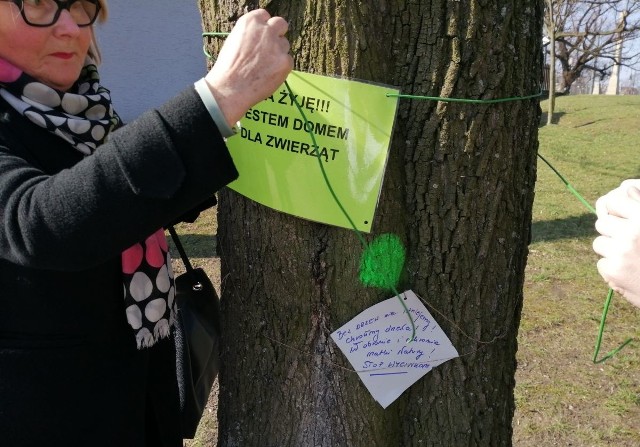 Kilkunastu mieszkańców Starego Miasta protestowało w sobotę rano w Poznaniu przeciwko kolejnej planowanej wycince drzew, tym razem w parku Wieniawskiego. Mieszkańcy domagają się zaprzestania wycinki.Przejdź do kolejnego zdjęcia --->
