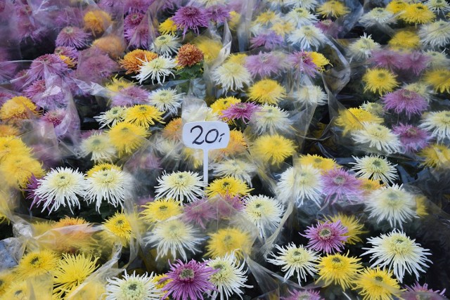 Wśród chryzantem i innych kwiatów doniczkowych najpopularniejsze są te wielokolorowe, choć można je spotkać rzadziej niż jednokolorowe i są one droższe średnio o 5 zł.
