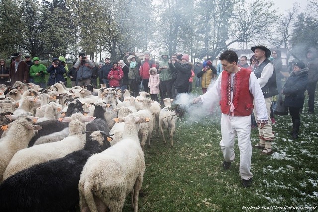 Wiosenne mieszanie owiec, czyli symboliczne wypędzenie stada na hale, odbyło się w niedzielę na Stecówce w Istebnej