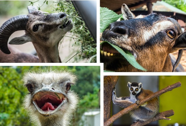 Mieszkańcy bydgoskiego ogrodu zoologicznego w Myślęcinku.