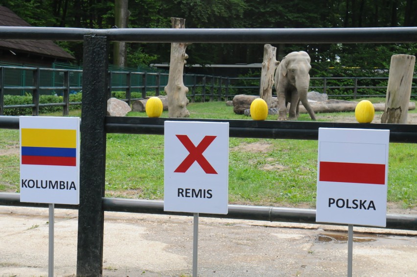 Mundial. Słonica z krakowskiego zoo odbiera złudzenia kibicom biało-czerwonych