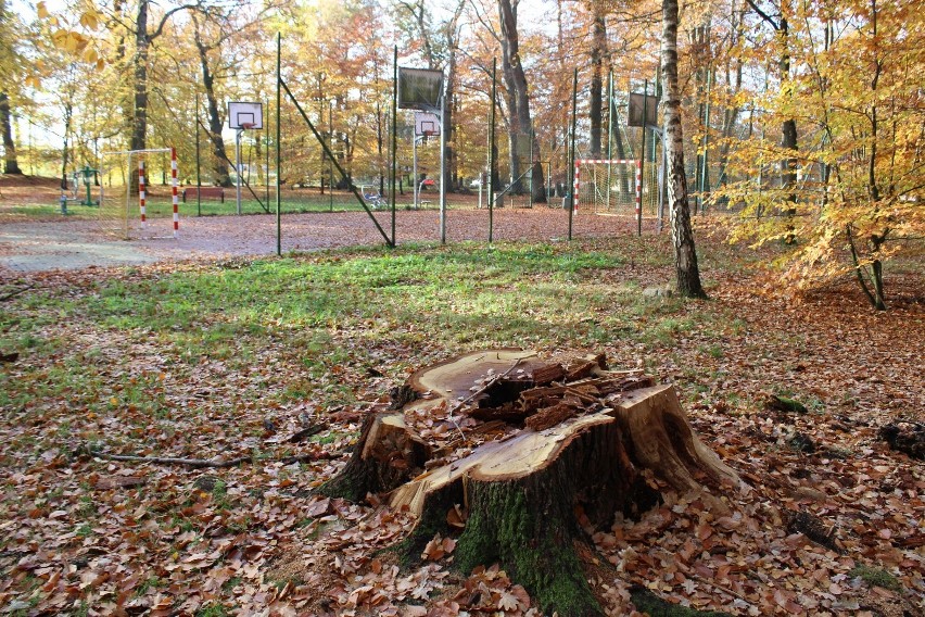 Wielkie drzewo w parku na koszalińskim Rokosowie przewróciło...